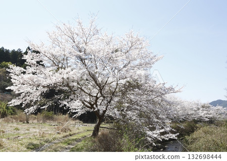 Ohara Sakura 132698444