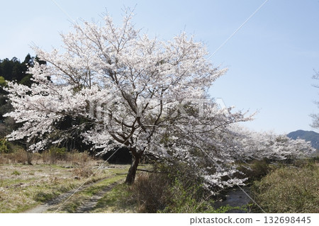 Ohara Sakura Ohara Sakura 132698445