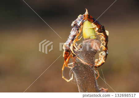 霧霾（蜈蚣） 132698517