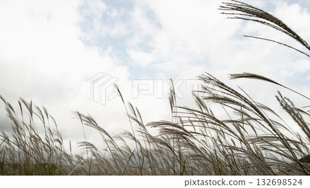 蒲葦在風中搖曳 蒲葦在風中搖曳 132698524