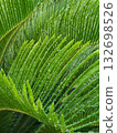 Cycads after the rain_3 132698526
