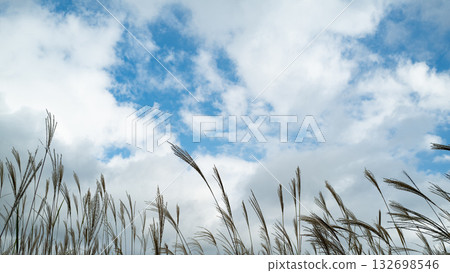 日本蒲葦和雲朵在秋日的天空中蔓延開來 日本蒲葦和雲朵在秋日的天空中蔓延開來 132698546