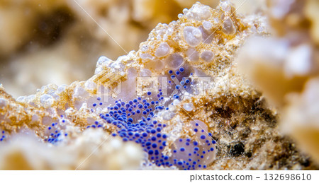 Coral close-up with pearls in soft light, suitable as background Coral close-up with pearls in soft light, suitable as background 132698610