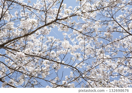 Ohara Sakura 132698676