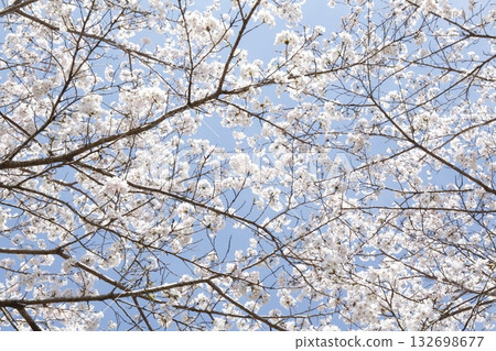 Ohara Sakura Ohara Sakura 132698677