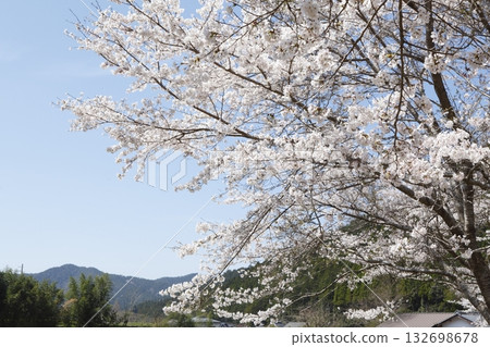 Ohara Sakura 132698678