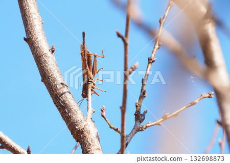 莫扎特的陰霾(蚱蜢) 莫扎特的陰霾(蚱蜢) 132698873