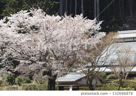 通往邪光院的路上櫻花盛開 132698878