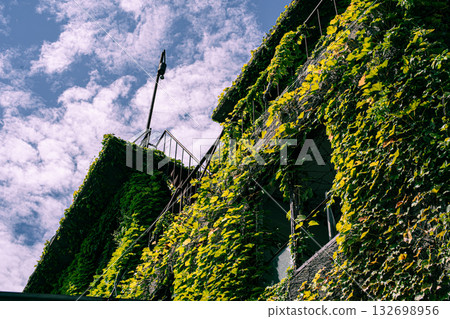藍天下爬滿常春藤的建築 132698956