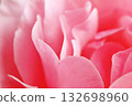 Petal rose petals 132698960