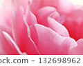 Petal rose petals 132698962