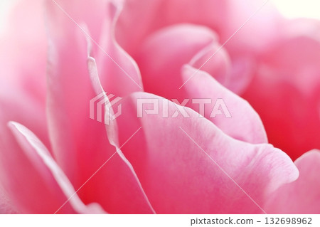 花瓣玫瑰花瓣 132698962