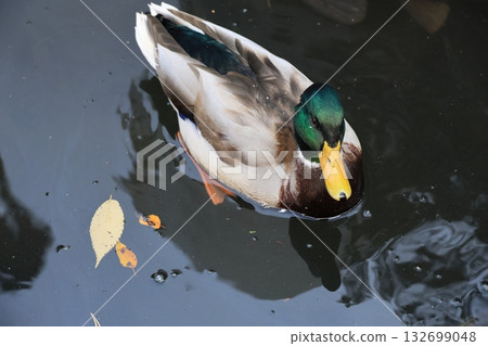 鳧 鳧 132699048