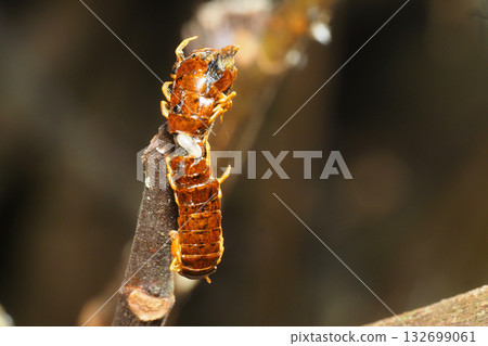 Haze of the haze (centipede) Haze of the haze (centipede) 132699061