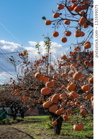 A landscape with persimmon A landscape with persimmon 132699075
