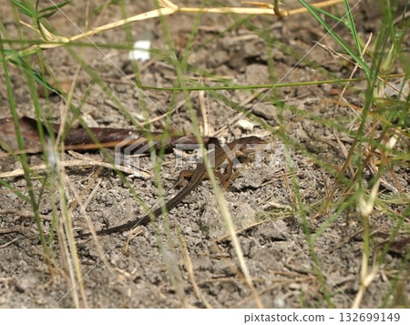 日本草蜥幼崽 132699149