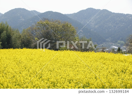 Rape blossoms of Jakuin approach Rape blossoms of Jakuin approach 132699184