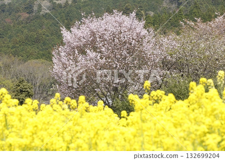 Ohara Sakura Ohara Sakura 132699204