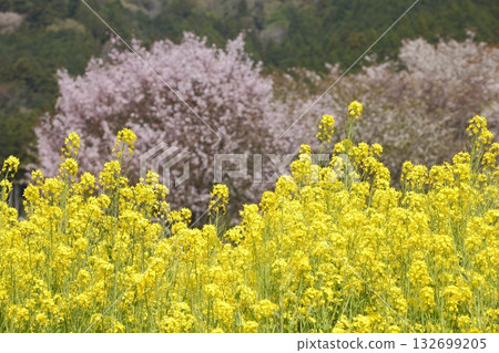Ohara Sakura Ohara Sakura 132699205