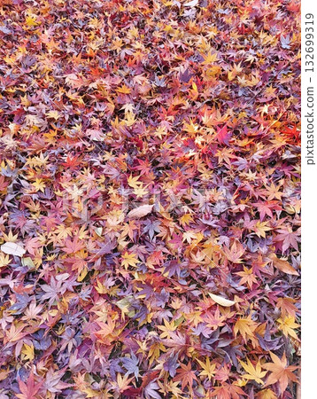 Momiji的地毯 132699319