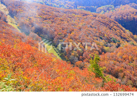 山形藏王高原是觀賞秋葉的最佳地點。 132699474
