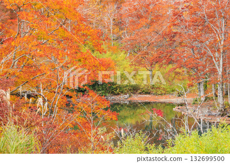 Yamagata Zao Plateau at its best for autumn leaves 132699500