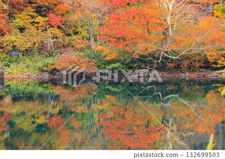 Yamagata Zao Plateau at its best for autumn leaves 132699503