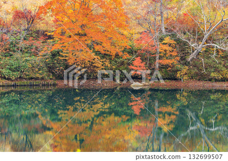 山形藏王高原是觀賞秋葉的最佳地點。 132699507