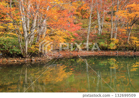 Yamagata Zao Plateau at its best for autumn leaves 132699509
