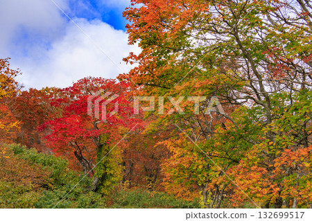 Yamagata Zao Plateau at its best for autumn leaves 132699517