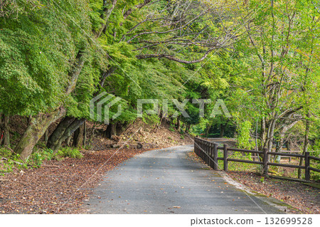 京都府宇治市天瀨森林公園的秋景 132699528