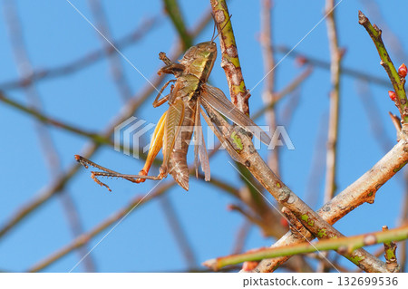 莫扎特的陰霾（蚱蜢） 132699536