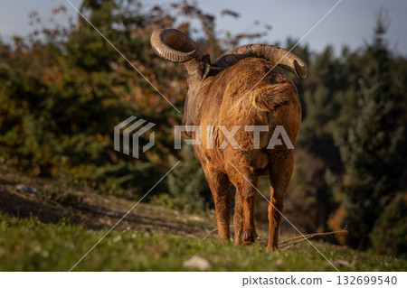 The east Caucasian tur (Capra cylindricornis) is a mountain dwelling goat The east Caucasian tur (Capra cylindricornis) is a mountain dwelling goat 132699540