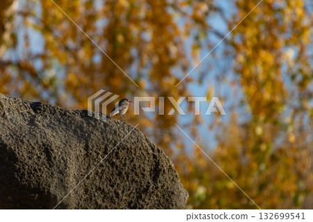 Black redstart small bird portrait with natural autumn background 132699541