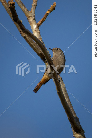 Black redstart or Phoenicurus ochruros small bird portrait 132699542