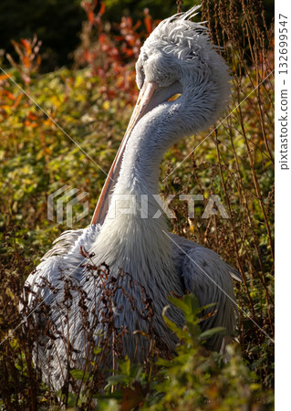 The Dalmatian pelican (Pelecanus crispus) portrait. The Dalmatian pelican (Pelecanus crispus) portrait. 132699547