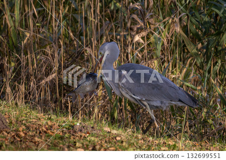 The grey heron (Ardea cinerea) fishing. The grey heron (Ardea cinerea) fishing. 132699551