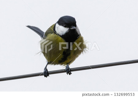 Big tit sits on wire in autumn. 132699553