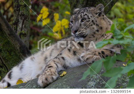 Snow Leopard Irbis Panthera uncia. 132699554