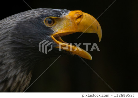 Steller's sea eagle. Haliaeetus pelagicus 132699555