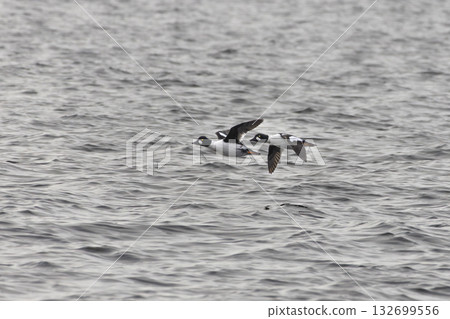 Flying males Common goldeneye, Bucephala clangula. Flying males Common goldeneye, Bucephala clangula. 132699556