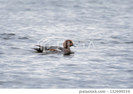 Eurasian wigeon mareca penelope male swimming 132699559