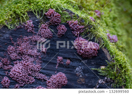Ascocoryne sarcoides mushrooms on an old stump Ascocoryne sarcoides mushrooms on an old stump 132699560