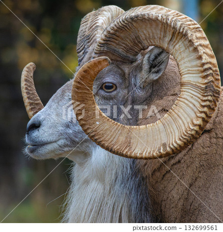 Transcaspian urial, Ovis orientalis arkal. big eye. Transcaspian urial, Ovis orientalis arkal. big eye. 132699561
