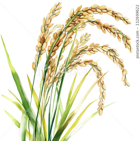 Ripe rice ears watercolor isolated on white background transparent PNG clipart. 132699622