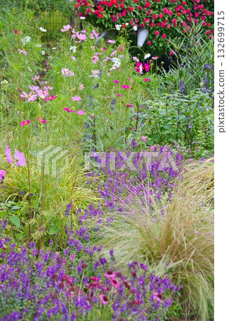 橫濱里山花園的秋花 橫濱里山花園的秋花 132699715