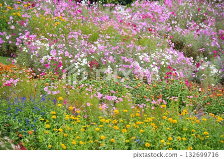 橫濱里山花園的秋花 132699716