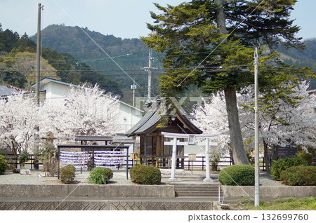 The cherry blossoms of Tanaka Shrine, a shrine that symbolizes good relationships, are located on the approach to Sada Shrine on the outskirts of Matsue City, Shimane Prefecture. 132699760