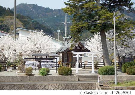 象徵良好人際關係的田中神社的櫻花位於島根縣松江市郊外通往佐田神社的路上。 132699761