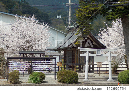 The cherry blossoms of Tanaka Shrine, a shrine that symbolizes good relationships, are located on the approach to Sada Shrine on the outskirts of Matsue City, Shimane Prefecture. The cherry blossoms of Tanaka Shrine, a shrine that symbolizes good relationships, are located on the approach to Sada Shrine on the outskirts of Matsue City, Shimane Prefecture. 132699764